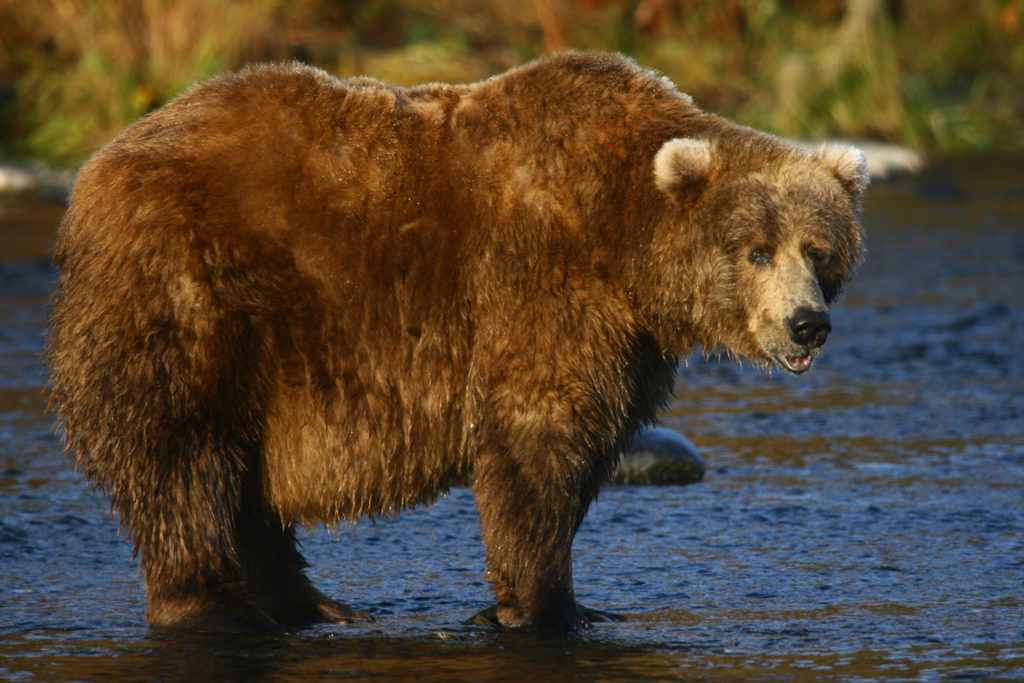 old,kodiak,brown,bear,looking,for,salmon,in,the,river