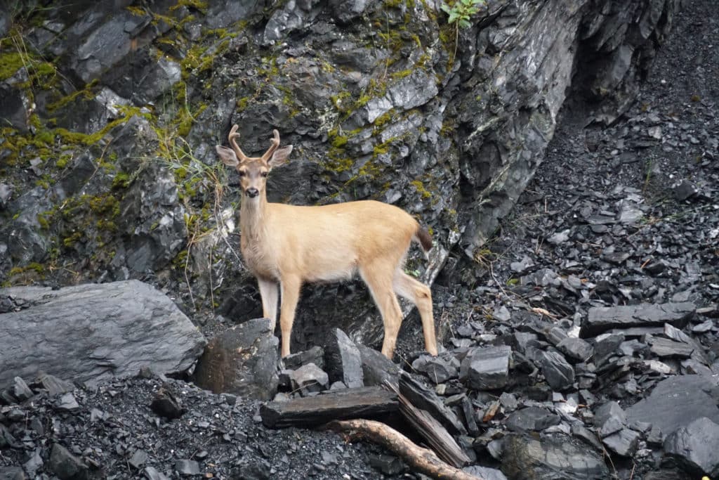 kodiak,island,alaska,deer
