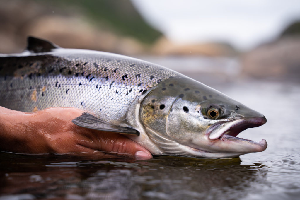 Salmon Alaska Fishing