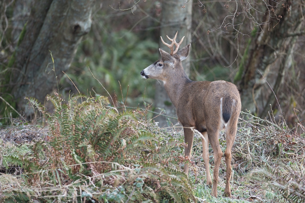 Sitka Blacktail Deer Hunting