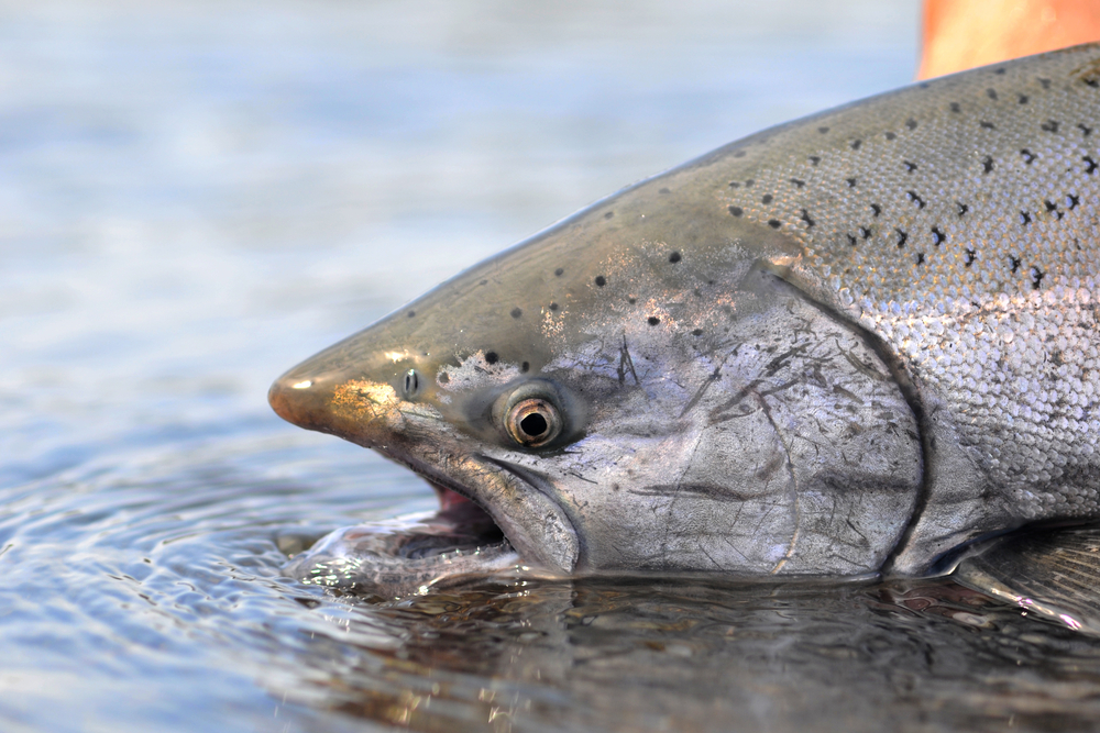King Salmon fish caught on Kodiak Island