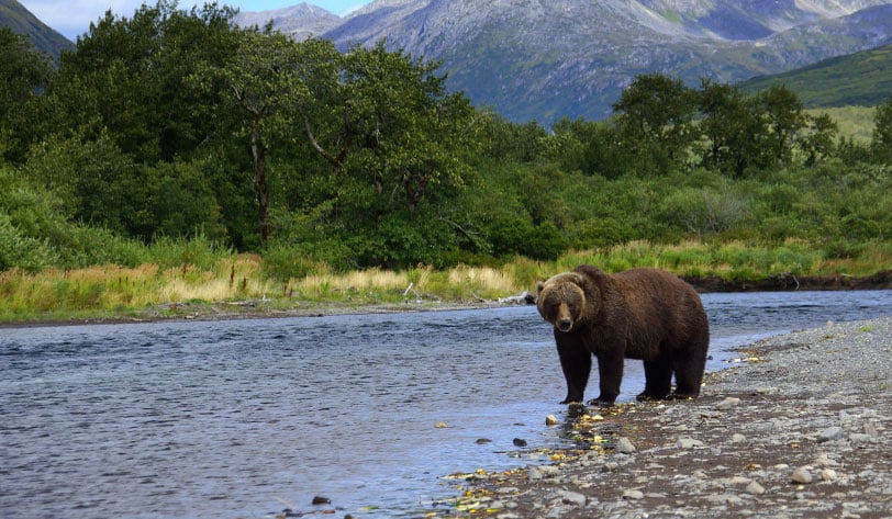 Kodiak Brown Bear on Kodiak Island