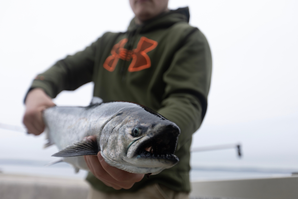 Man shows off beautiful Alaska King Salmon fish