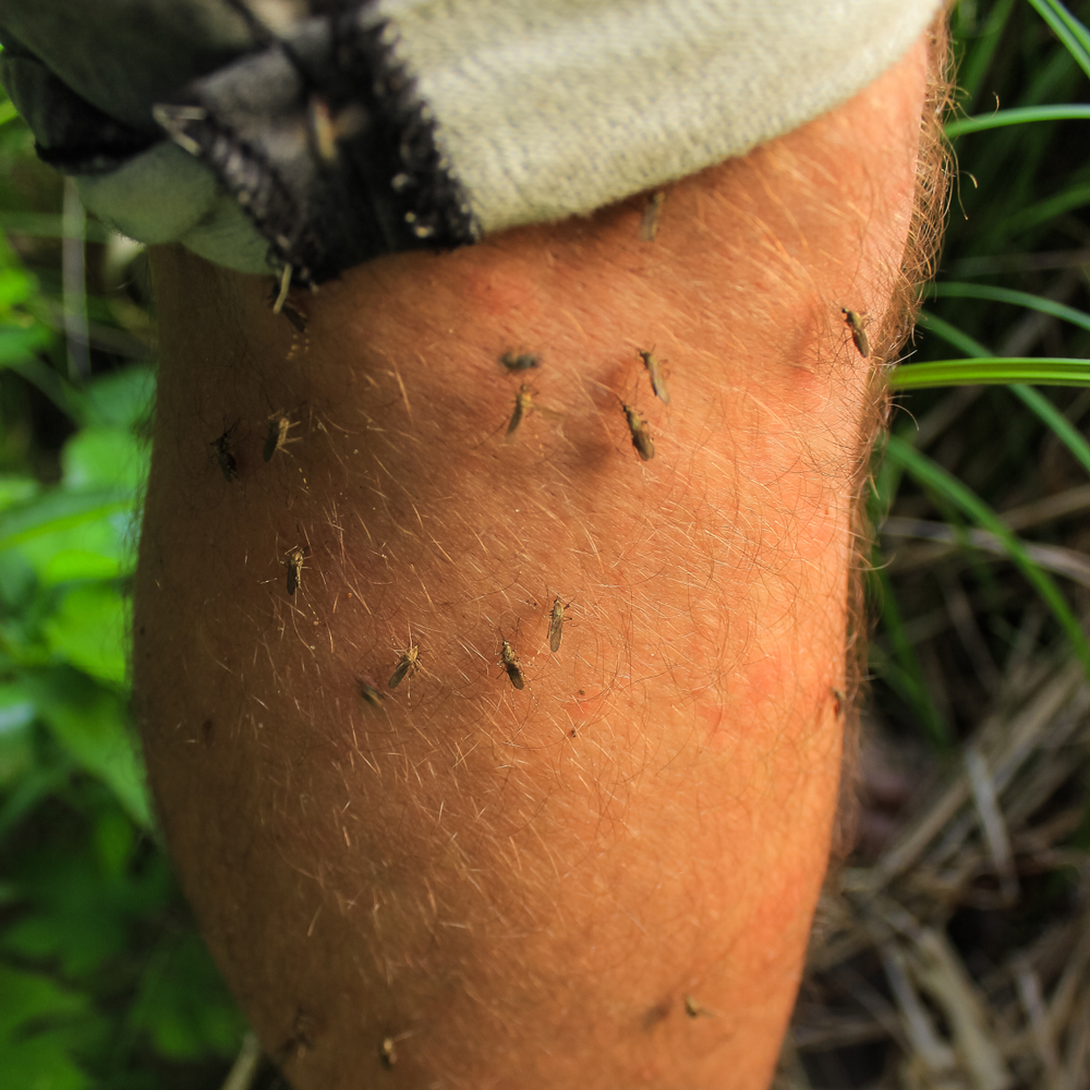 Man with kodiak island mosquitos attached to leg