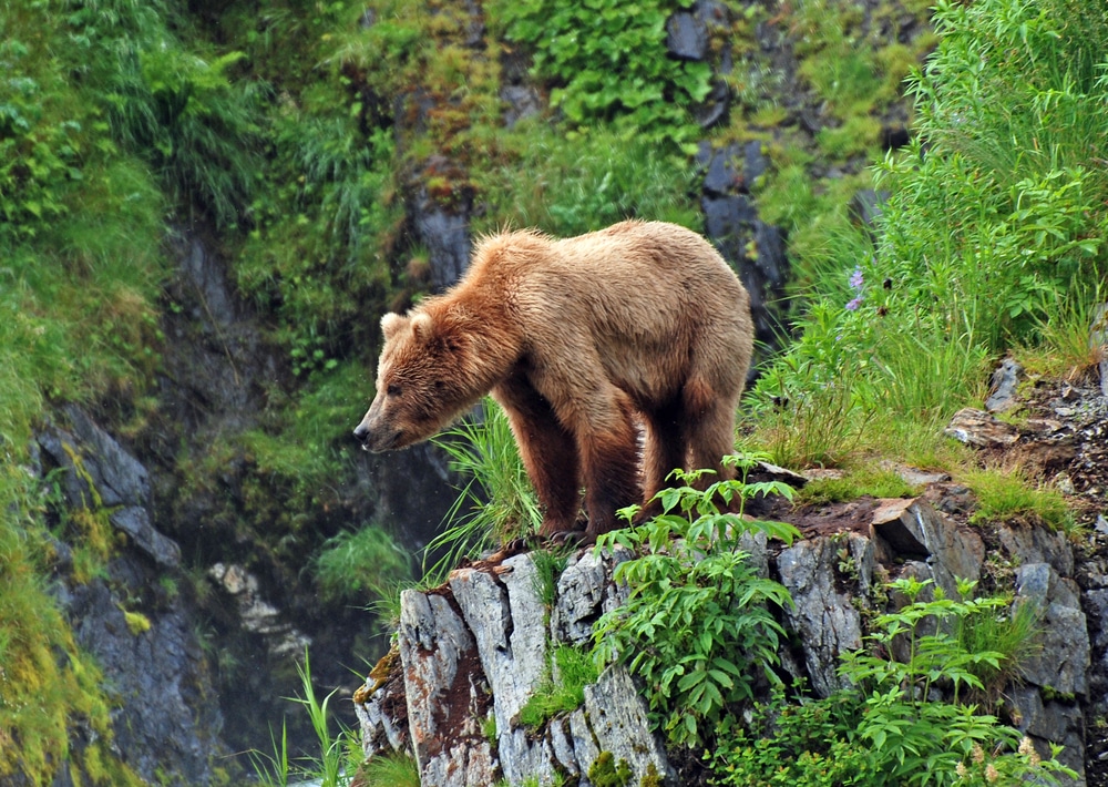 Bear on Kodiak Island