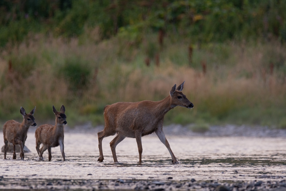 Sitka blacktail deer wildlife on kodiak island
