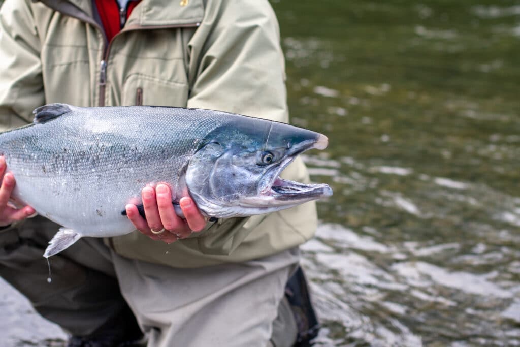 wild silver salmon caught in kodak alaska
