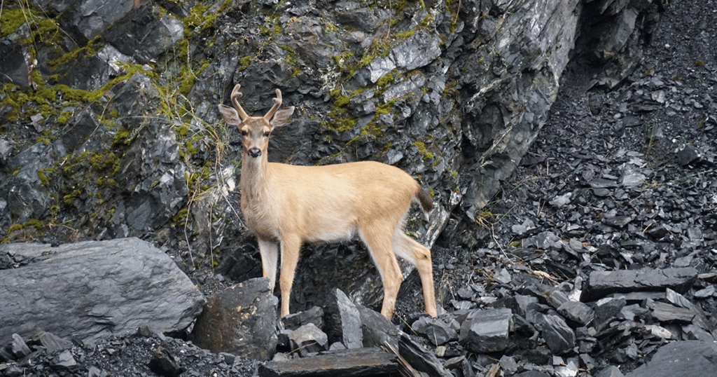 deer hunting on kodiak island