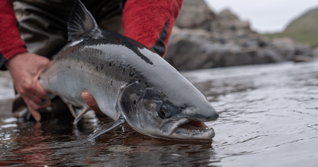 Angler holding an Alaskan silver salmon.