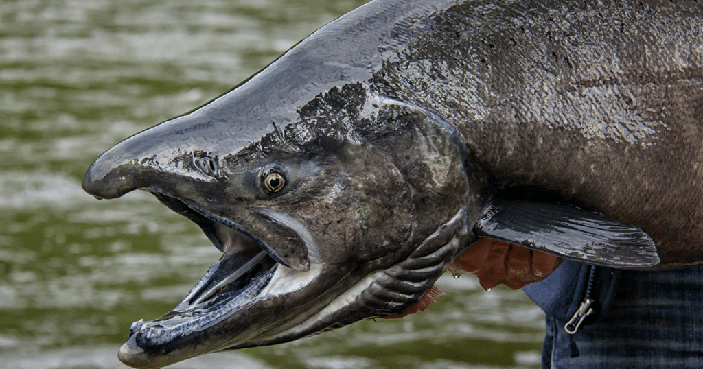 Alaskan King Salmon with open mouth.