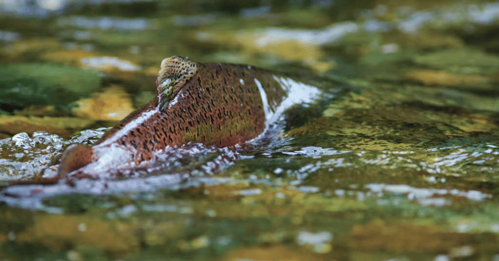 Salmon swimming upstream.