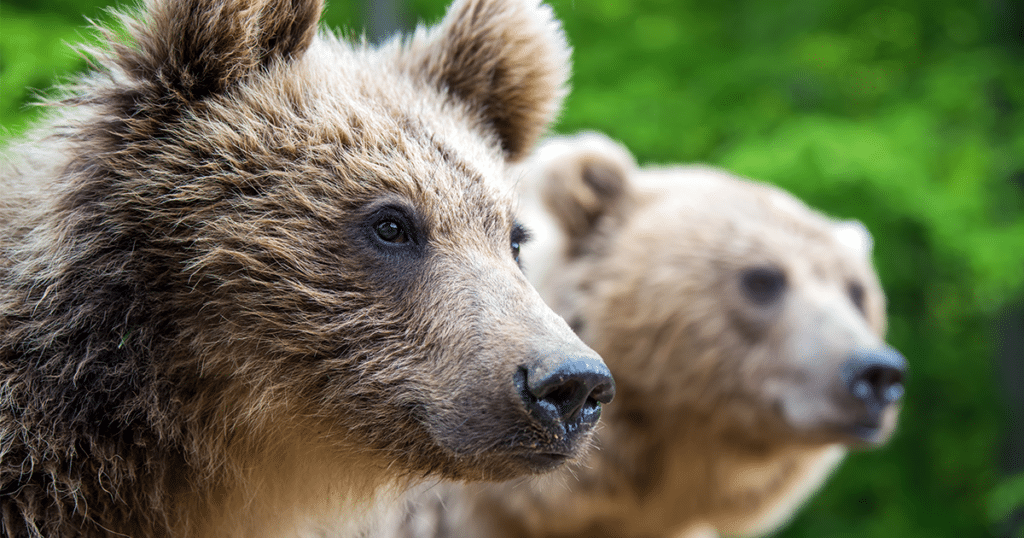 Brown bears