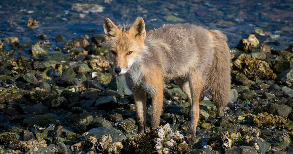fox on kodiak island