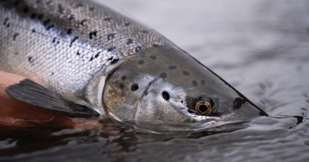 kodiak trophykingsalmon 060325