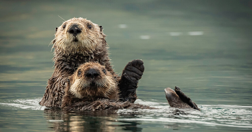 kodiak kodiakactivitiesblog 091025