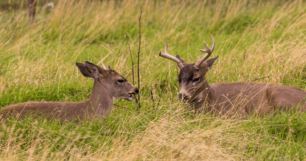 kodiak fallhunting featuredimage