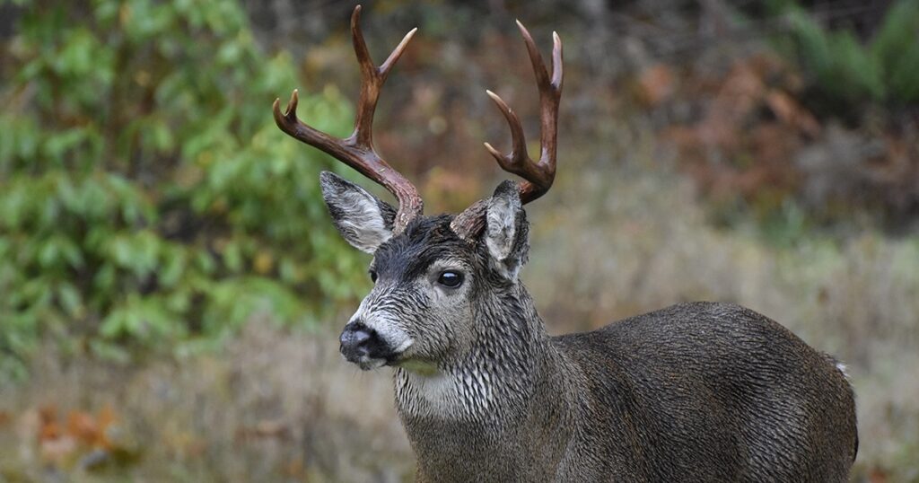 sitka blacktail deer on kodiak island the best deer hunting in alaska