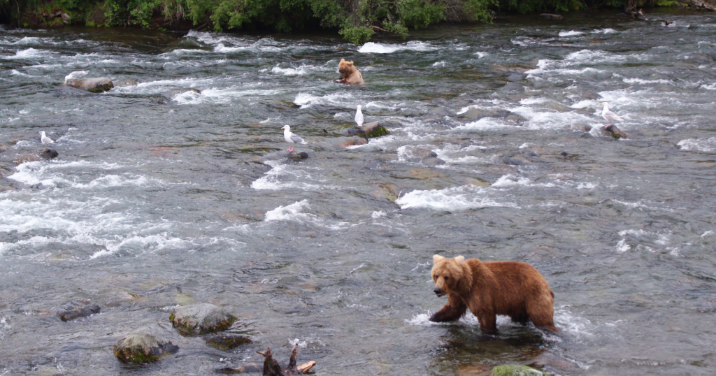 combining fishing and wildlife watching on kodiak island: what to expect